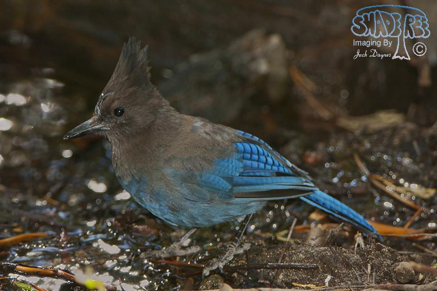 Steller's Jay - Cyanocitta stelleri