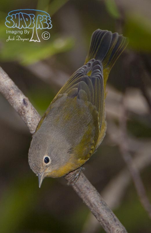 NashvilleWarbler - Leiothlypis ruficapilla