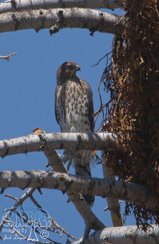 Cooper's Hawk - Accipiter cooperii