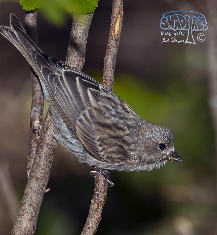 Cassin's Finch - Haemorhous cassinii