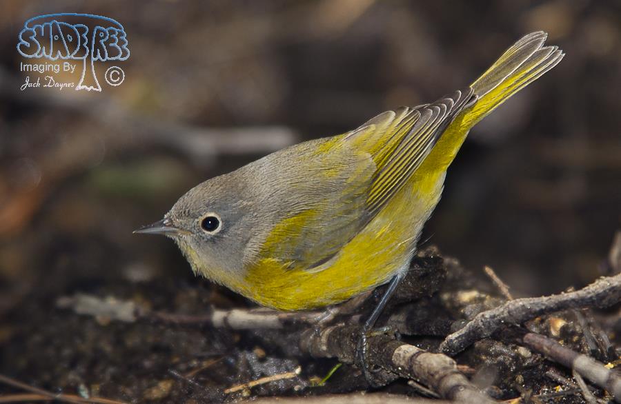 Nashville Warbler - Leiothlypis ruficapilla