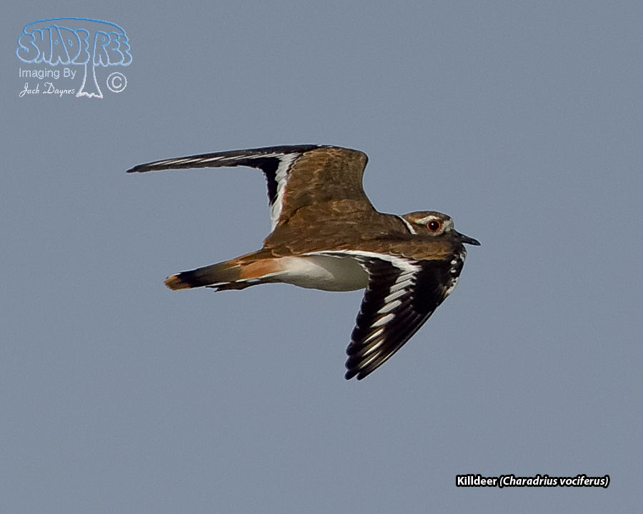Killdeer - Charadrius vociferus