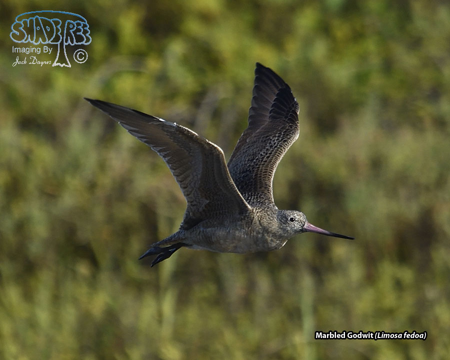 Marbled Godwit - Limosa fedoa