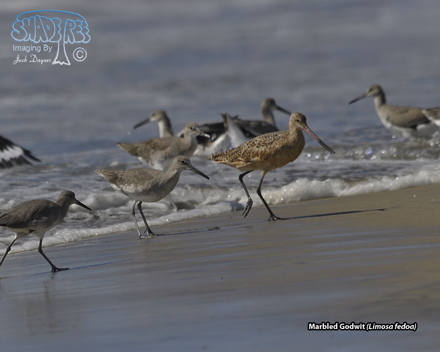 Marbled Godwit - Limosa fedoa