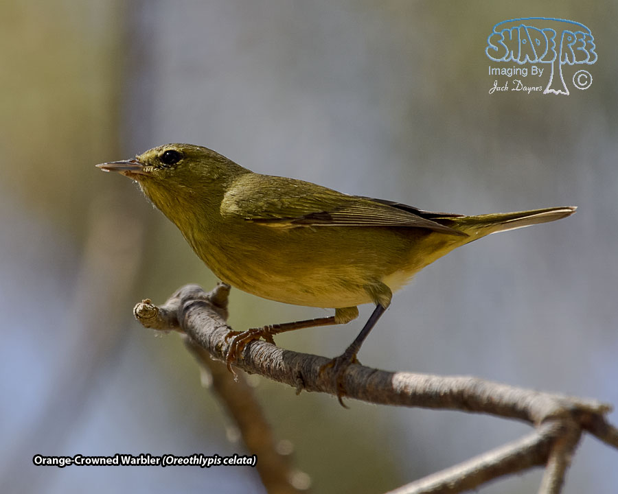 Orange-Crowned Warbler - Leiothlypis celata