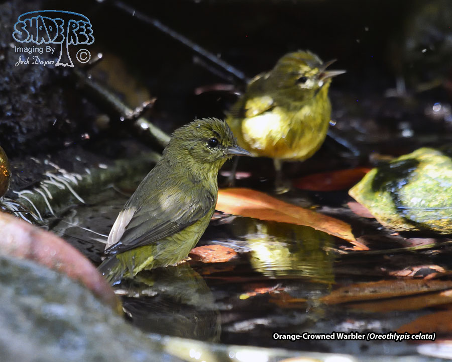 Orange-Crowned Warbler - Leiothlypis celata