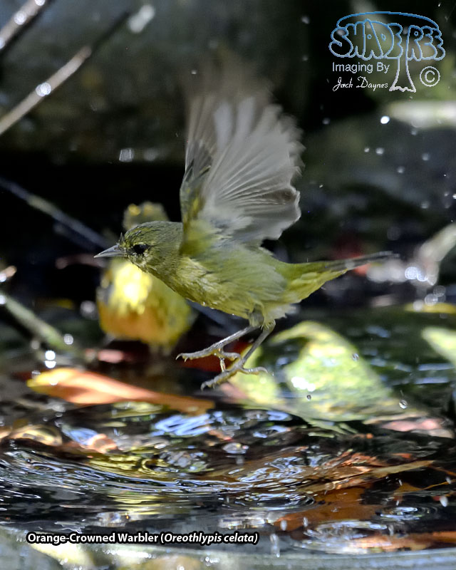 Orange-Crowned Warbler - Leiothlypis celata