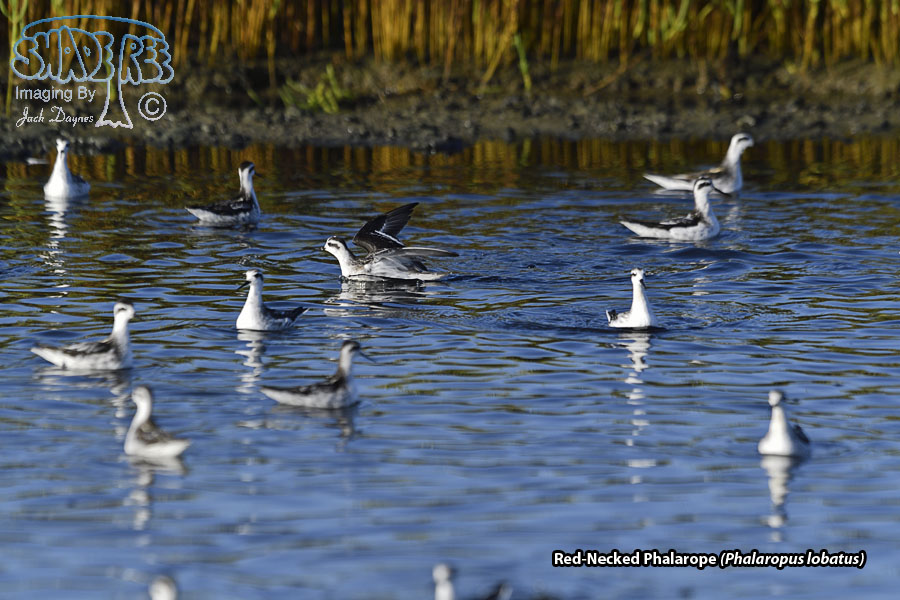 Red-Necked Phalarope - Phalaropus lobatus