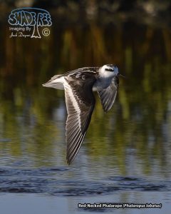 2019-09-06 South San Diego Bay