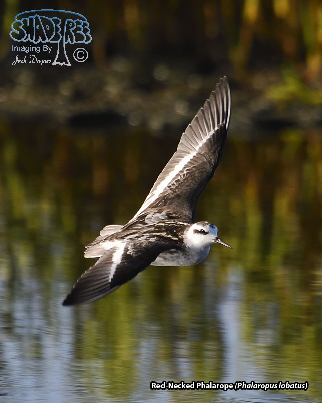 Red-Necked Phalarope - Phalaropus lobatus