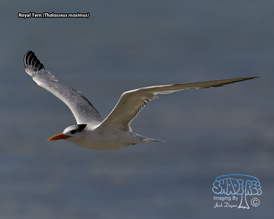 Royal Tern - Thalasseus maximus