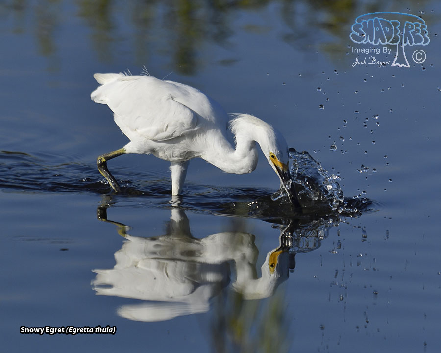 Snowy Egret - Egretta thula