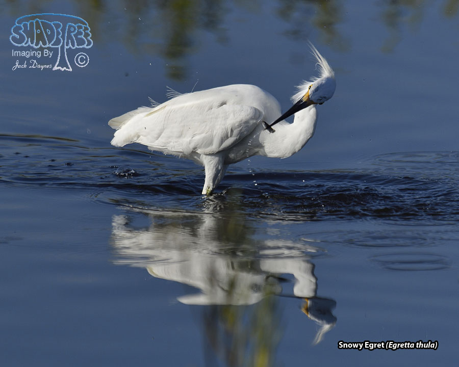Snowy Egret - Egretta thula