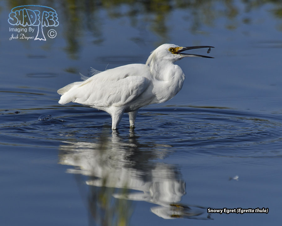 Snowy Egret - Egretta thula