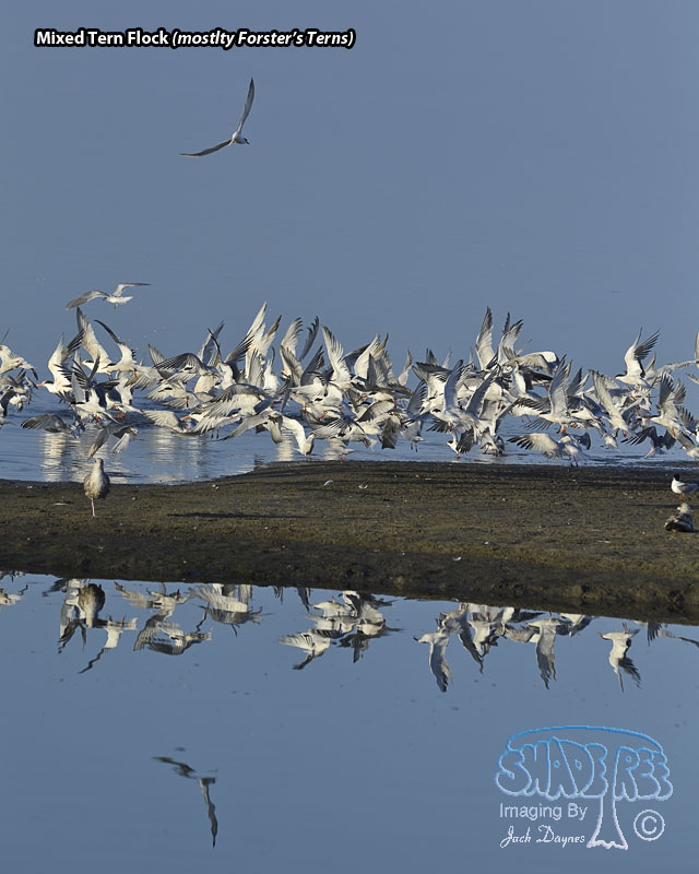 Mixed Tern Flock - Multiple sp.
