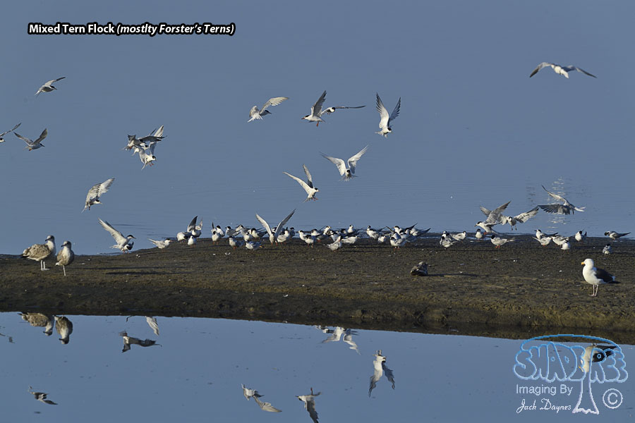 Mixed Tern Flock - Multiple sp.