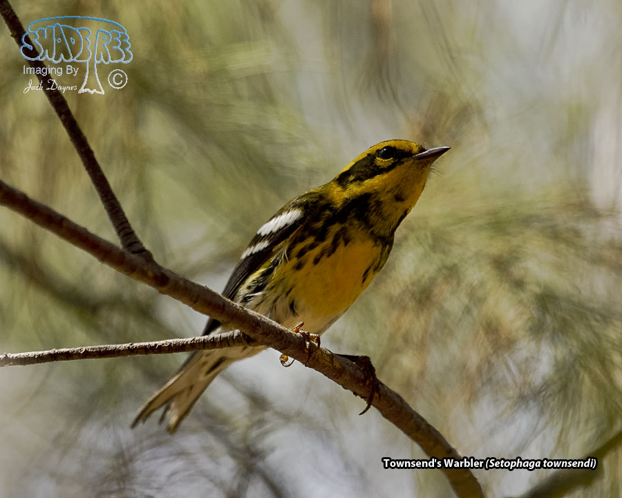 Townsend's Warbler - Setophaga townsendi