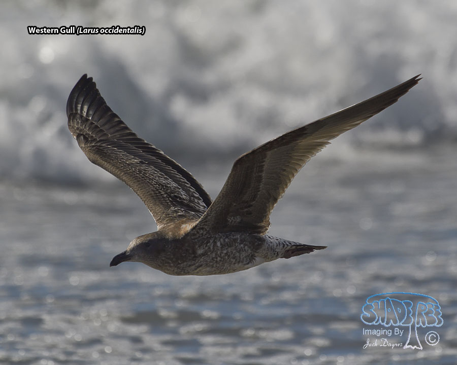Western Gull - Larus occidentalis