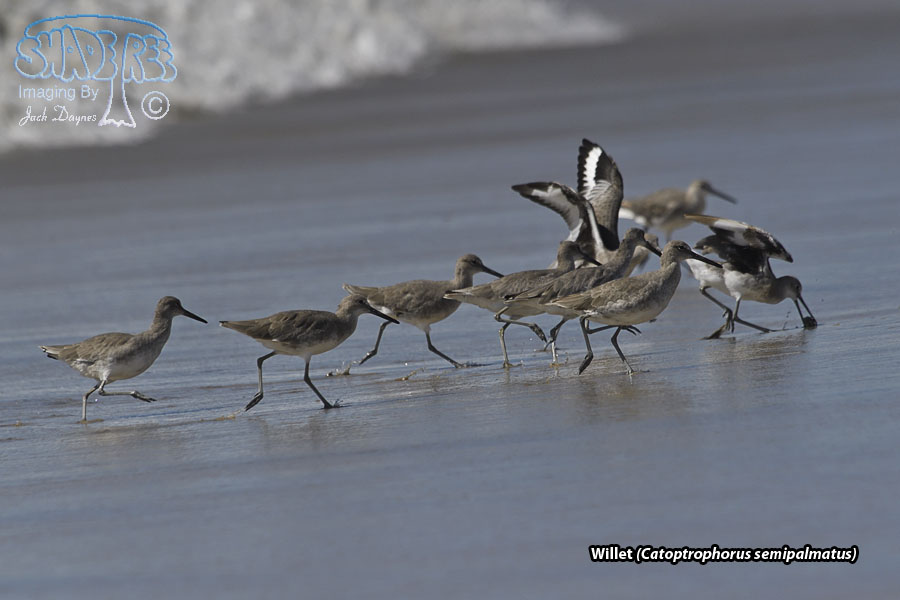 Willet - Catoptrophorus semipalmatus
