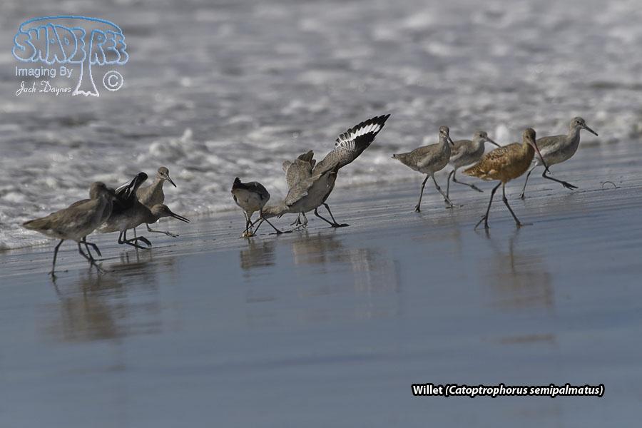 Willet - Catoptrophorus semipalmatus