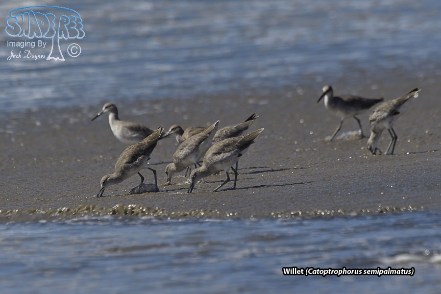 Willet - Catoptrophorus semipalmatus