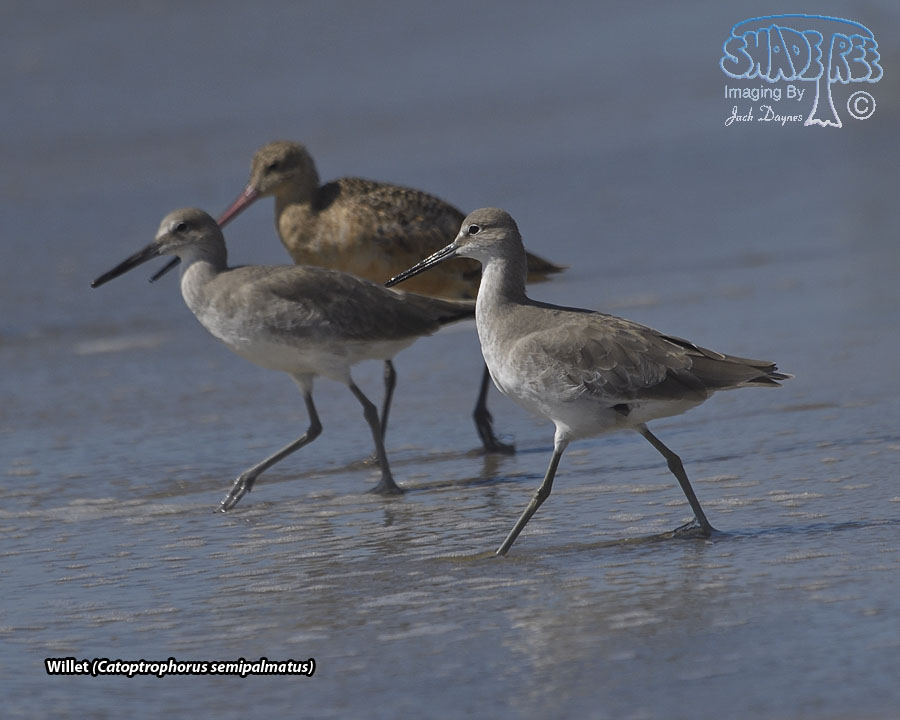 Willet - Tringa semipalmata