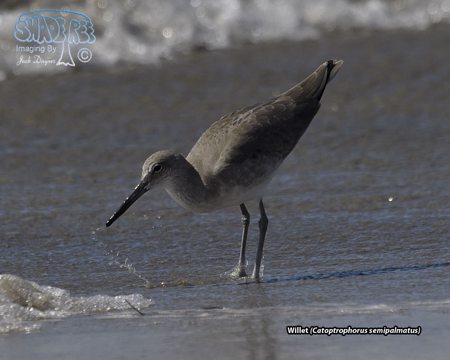 Willet - Catoptrophorus semipalmatus