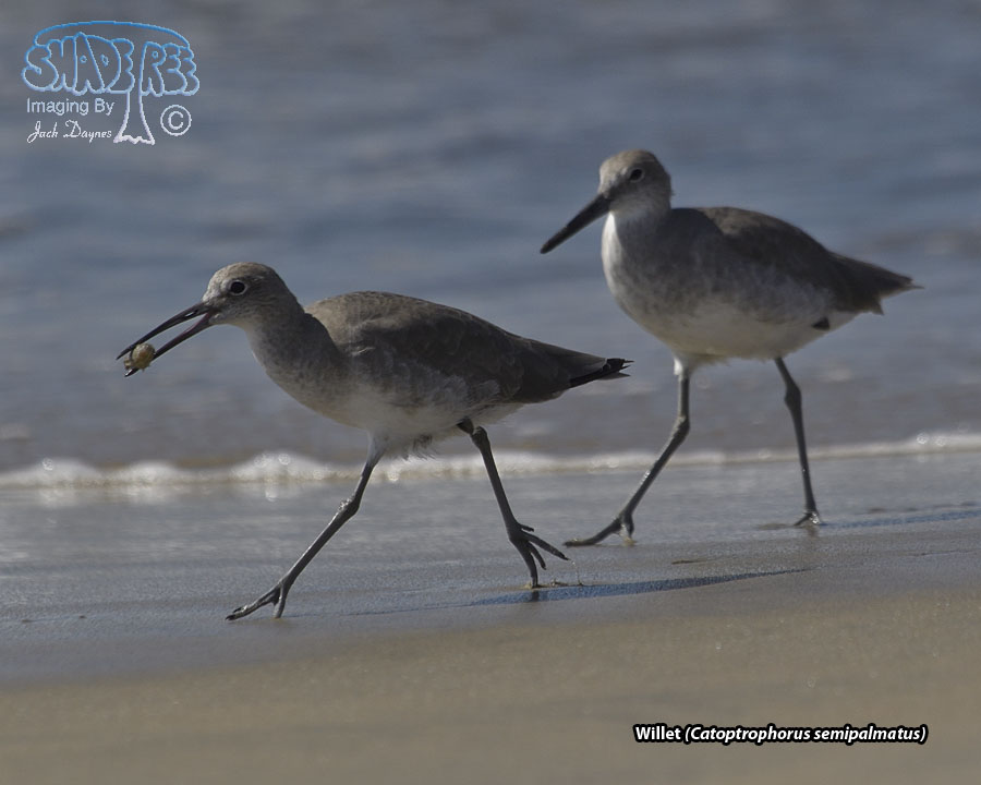 Willet - Tringa semipalmata