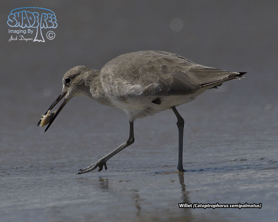 Willet - Catoptrophorus semipalmatus