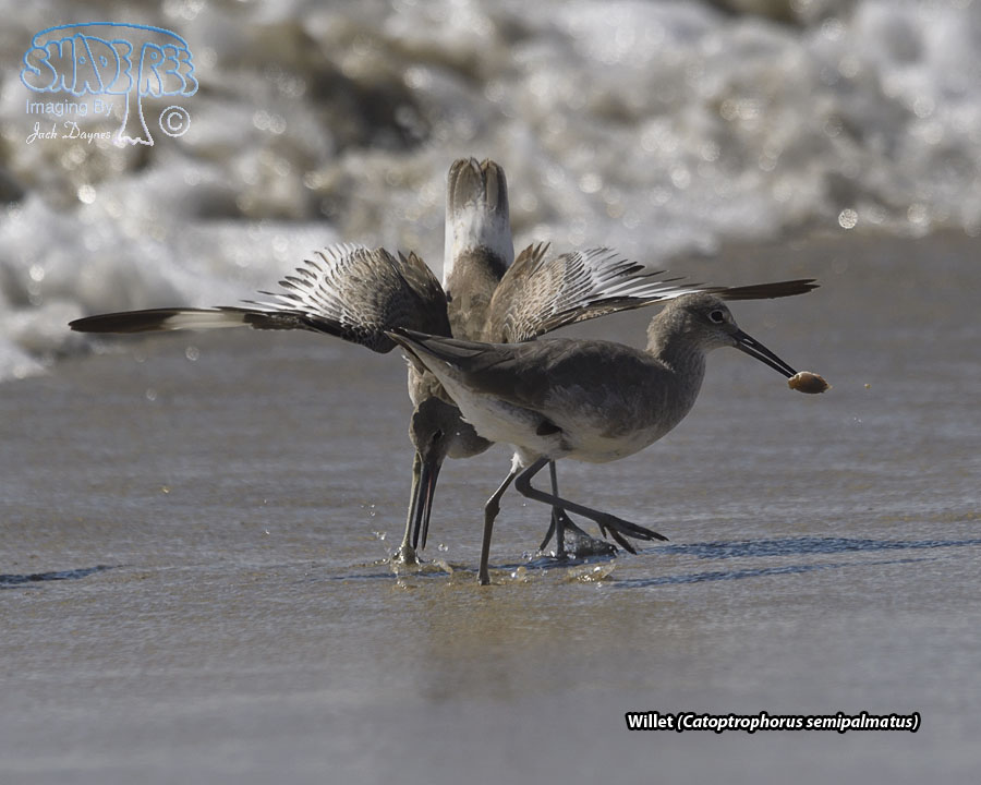 Willet - Tringa semipalmata