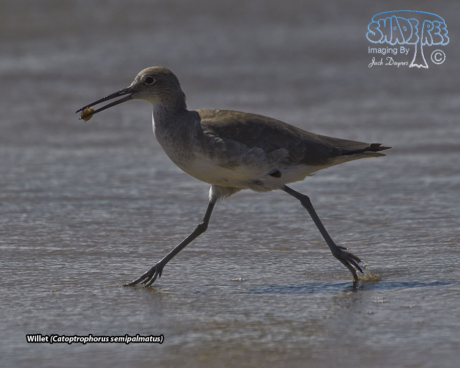 Willet - Tringa semipalmata