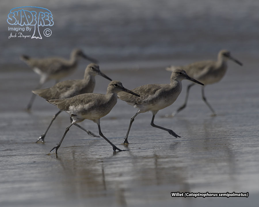 Willet - Catoptrophorus semipalmatus