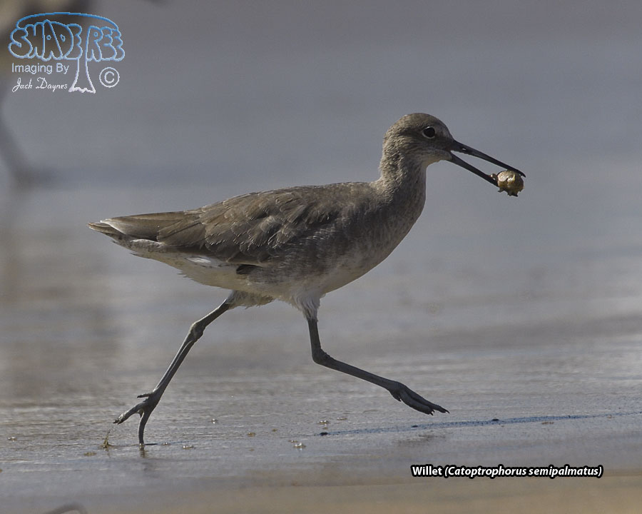 Willet - Catoptrophorus semipalmatus