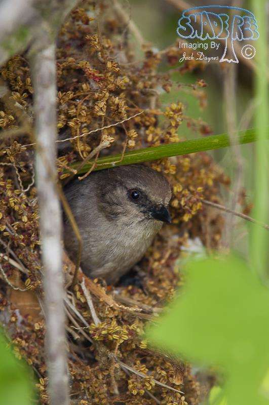 Bushtit - Psaltriparus minimus