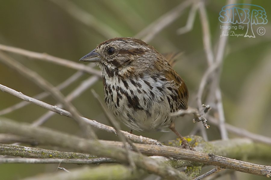 Song Sparrow - Melospiza melodia
