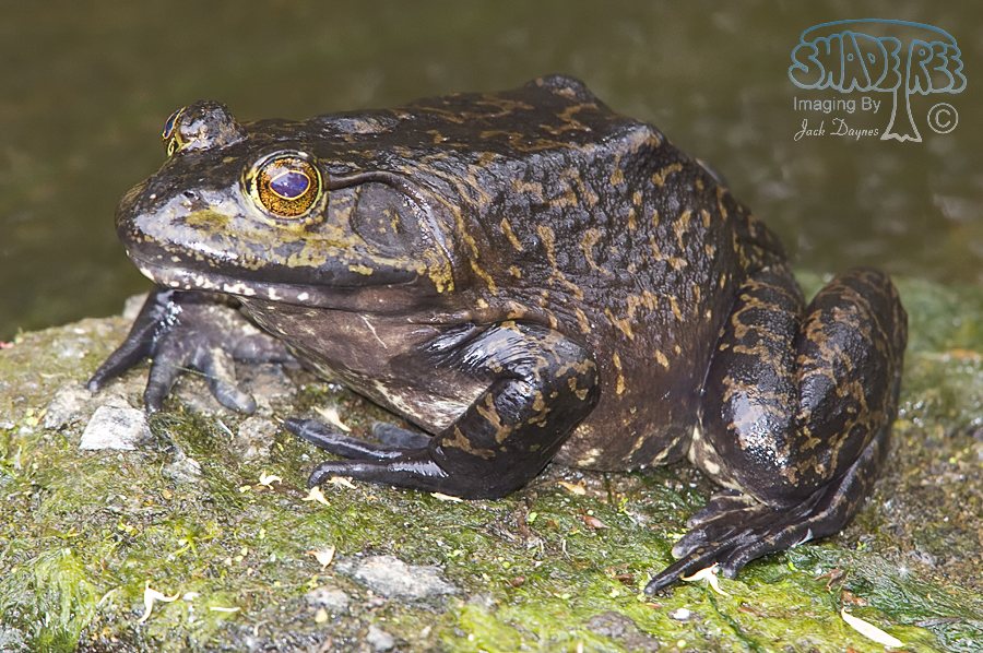 American Bullfrog - Rana catesbeiana