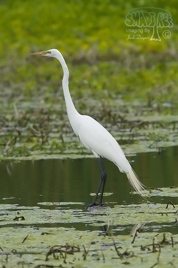 Great Egret - Ardea alba