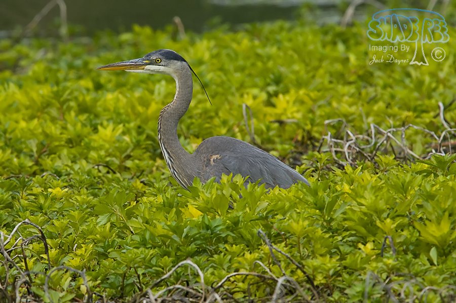 Great Blue Heron - Ardea herodias