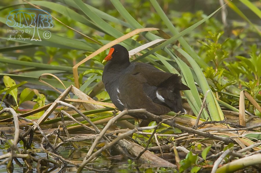 Common Gallinule - Gallinula galeata