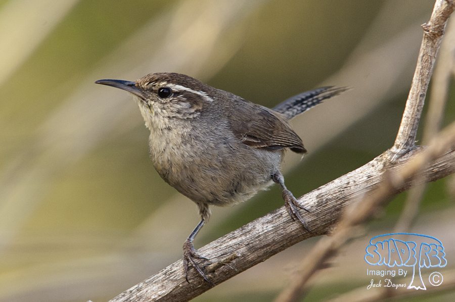 Bewick's Wren - Thryomanes bewickii