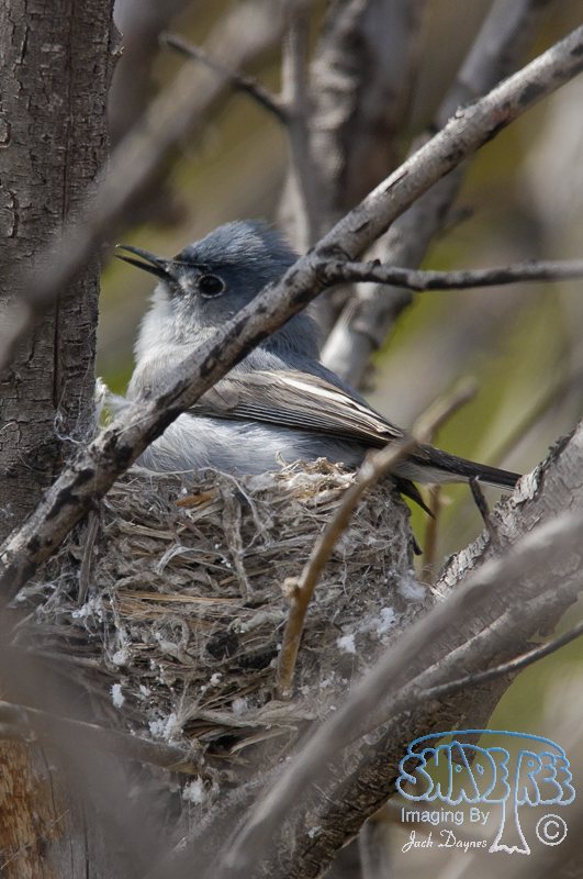 Blue-Gray Gnatcatcher - Polioptila caerulea