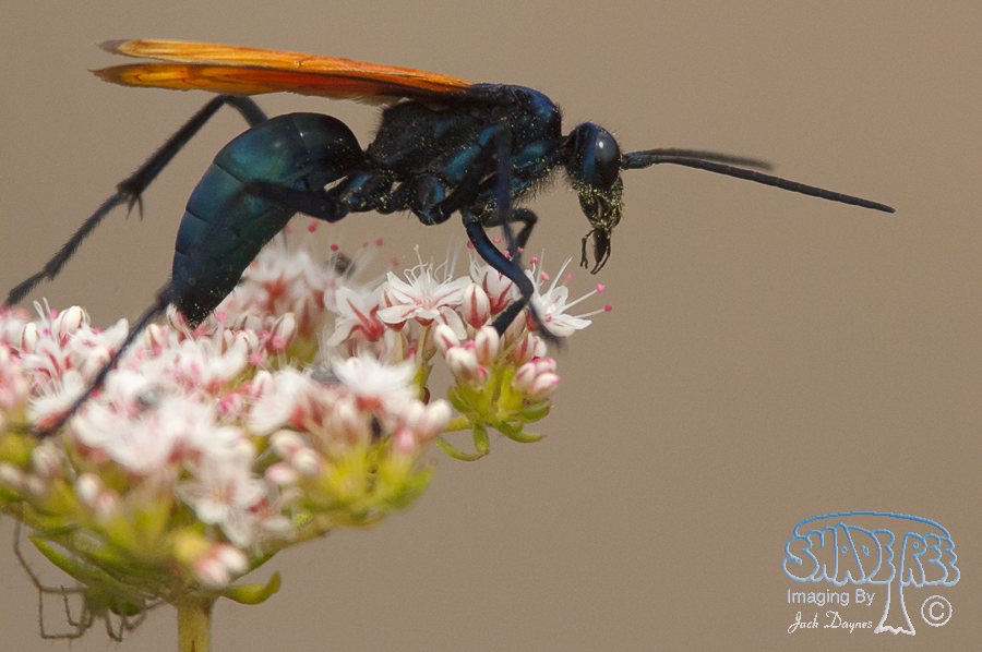 Tarantula Hawk Wasp - Hemipepsis spp.