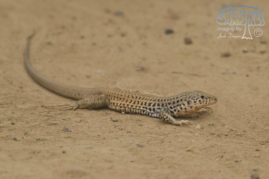 Western Whiptail - Aspidoscelis tigris