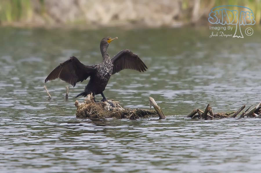 Double-Crested Cormorant - Phalacrocorax auritus
