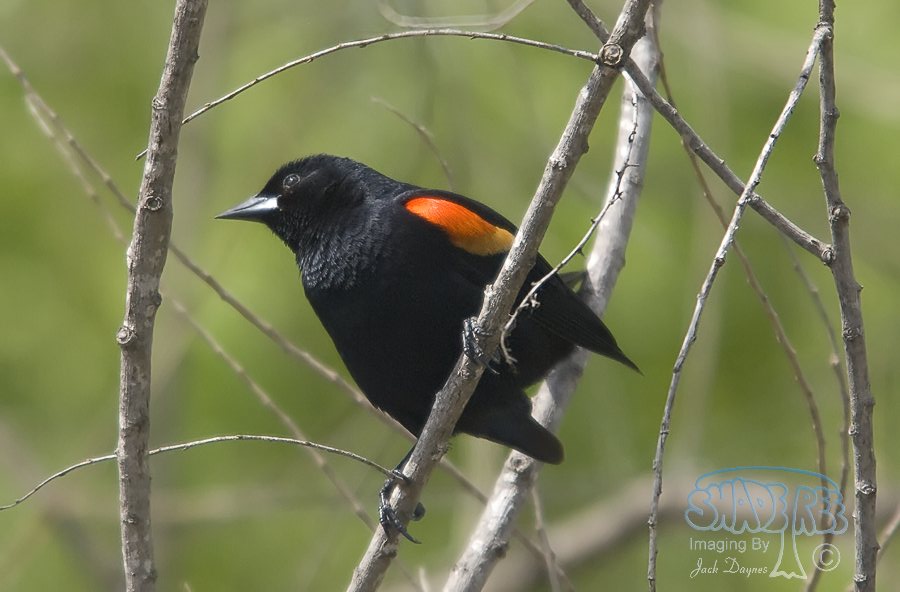 Red-Winged Blackbird - Agelaius phoeniceus