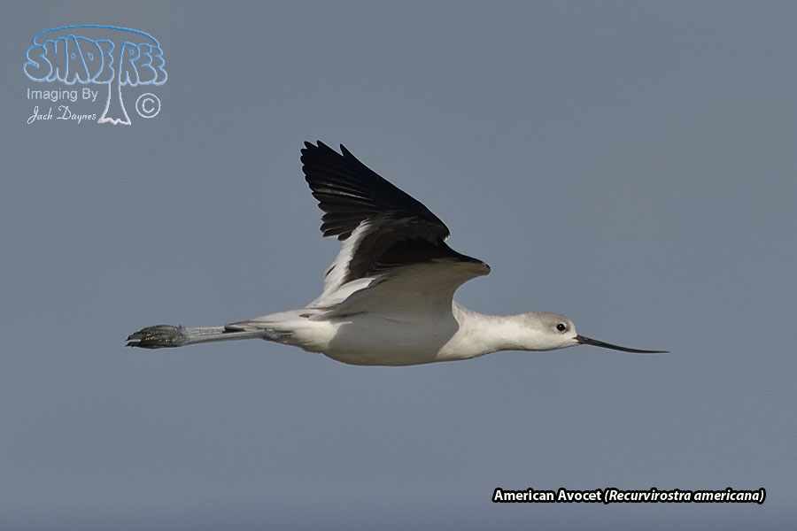 American Avocet - Recurvirostra americana