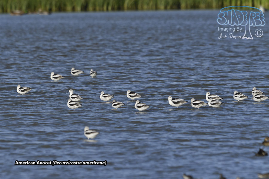 American Avocet - Recurvirostra americana