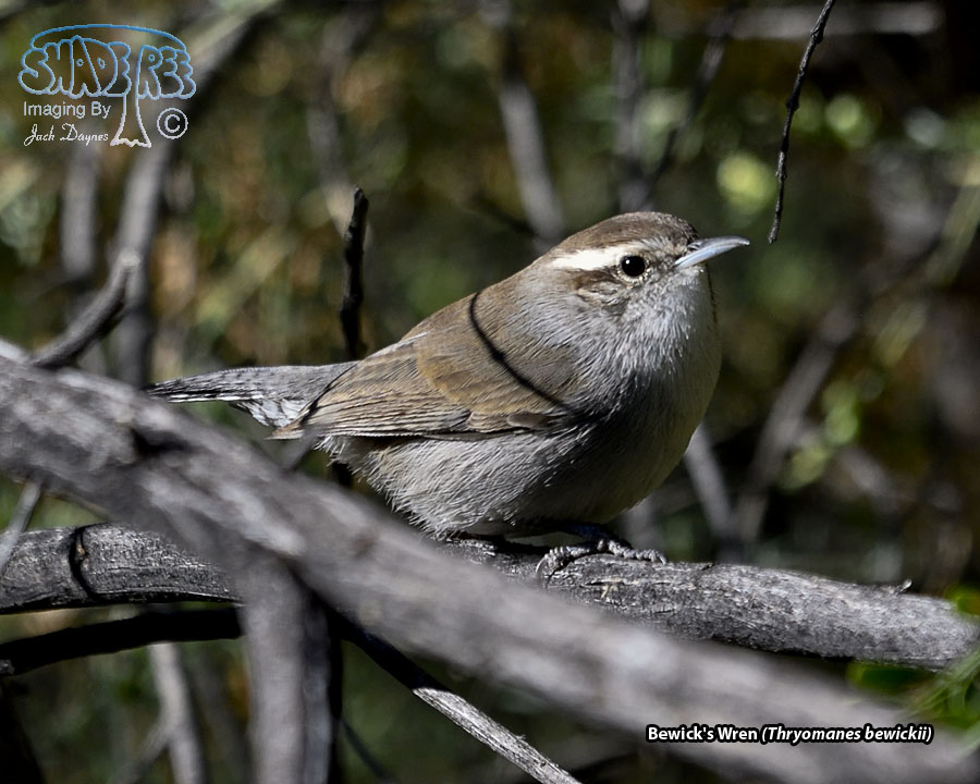 Bewick's Wren - Thryomanes bewickii