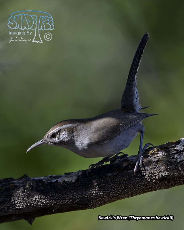 Bewick's Wren - Thryomanes bewickii