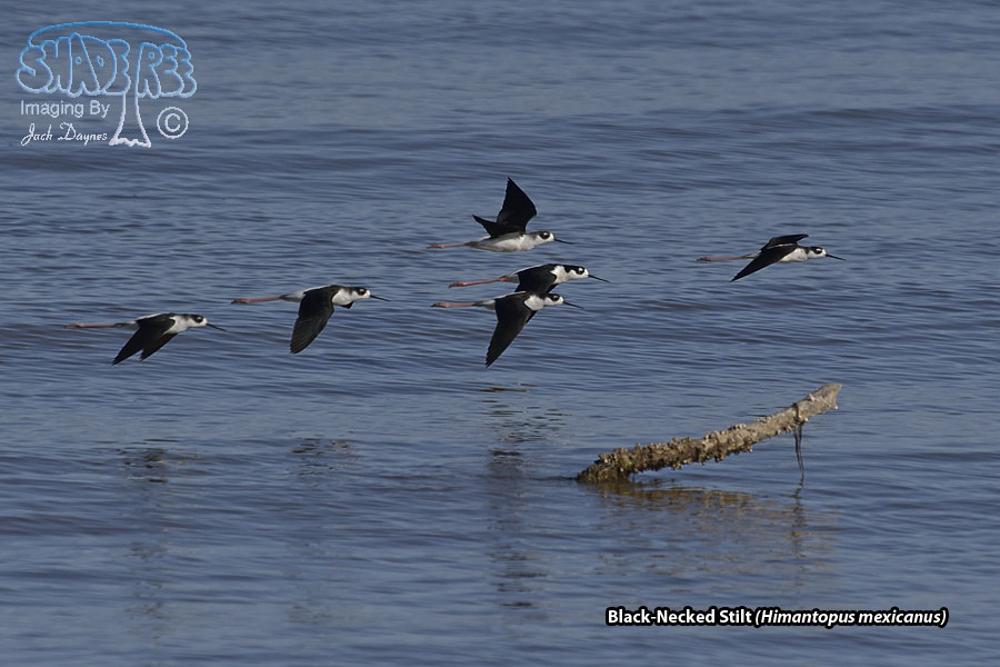 Black-Necked Stilt - Himantopus mexicanus